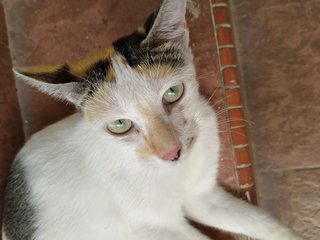 Eva - Calico Cat