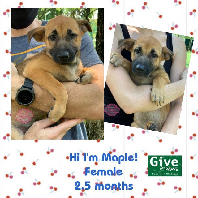 Maple - Mixed Breed Dog