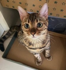 Rhea - Bengal Cat