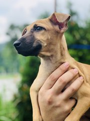 One - Miniature Pinscher Dog