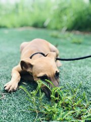 One - Miniature Pinscher Dog