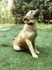 Gold - Golden Retriever Dog