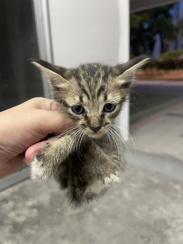 Grogu - Domestic Short Hair + Domestic Medium Hair Cat