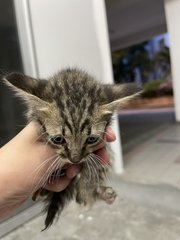 Grogu - Domestic Short Hair + Domestic Medium Hair Cat