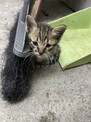 Grogu - Domestic Short Hair + Domestic Medium Hair Cat