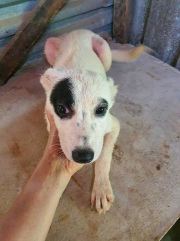 Patch - Terrier Mix Dog