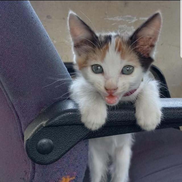 Comel - Domestic Short Hair Cat