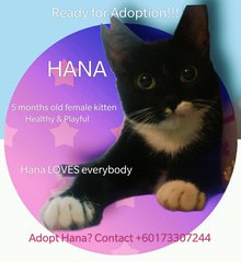 Hana  - Domestic Short Hair Cat