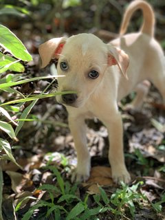 Pixie &amp; Phoebe - Mixed Breed Dog