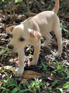 Pixie &amp; Phoebe - Mixed Breed Dog