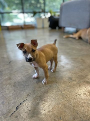 Brown - Mixed Breed Dog