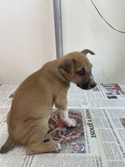 Brown - Mixed Breed Dog