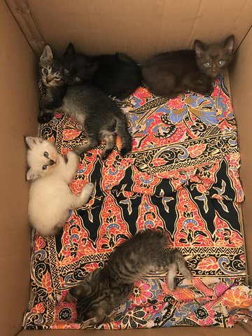 Five Colorful Kittens - Domestic Short Hair Cat