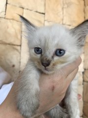 Five Colorful Kittens - Domestic Short Hair Cat