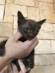 Five Colorful Kittens - Domestic Short Hair Cat