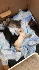 Five Colorful Kittens - Domestic Short Hair Cat