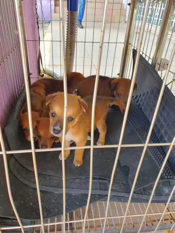 Five Puppies  - Mixed Breed Dog