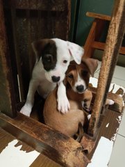 Patchy And Pengpeng - Mixed Breed Dog