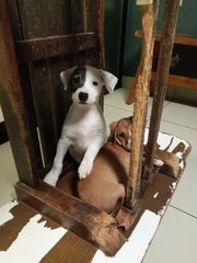 Patchy And Pengpeng - Mixed Breed Dog