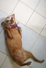 Bonnie - Chihuahua Dog