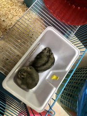 My Hamsters🤍 - Short Dwarf Hamster Hamster