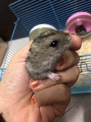 My Hamsters🤍 - Short Dwarf Hamster Hamster