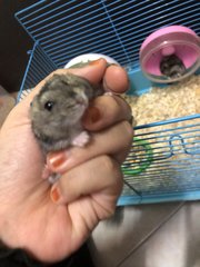 My Hamsters🤍 - Short Dwarf Hamster Hamster