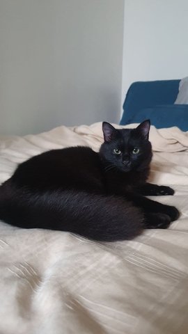 Midnight - Domestic Medium Hair Cat