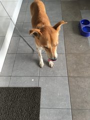 Eva - Mixed Breed Dog