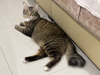 Rusty &amp; Rio - Domestic Medium Hair Cat
