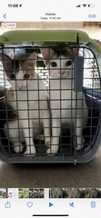 Nuggets (Left) Snuggles (Right) on their way for their Vaccine