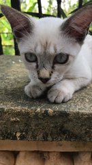 Snowball And Small - Domestic Short Hair Cat