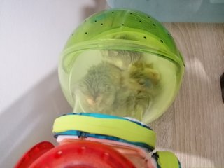 Roborovski - Roborovsky's Hamster Hamster