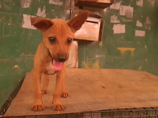  Chiku - Mixed Breed Dog