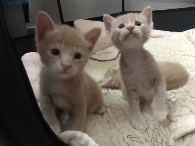 Abang And Achik - Domestic Short Hair Cat