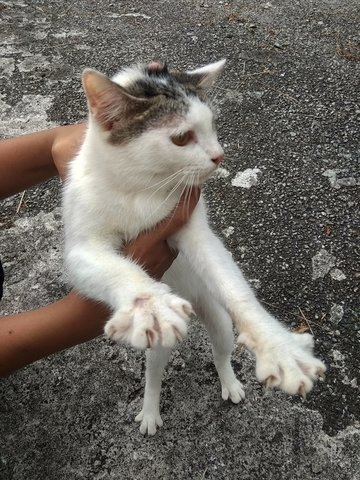 Long Boi *urgent* - Domestic Short Hair Cat