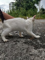 Long Boi *urgent* - Domestic Short Hair Cat