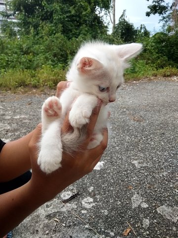 Angel - Domestic Short Hair Cat