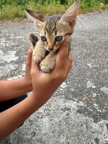 Coffee - Domestic Short Hair Cat