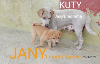 Jany - Mixed Breed Dog