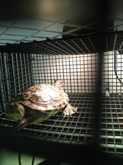 Ms. Logan - Turtle Reptile