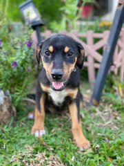 Lady - Mixed Breed Dog