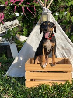 Lady - Mixed Breed Dog