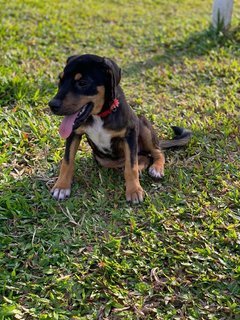 Lady - Mixed Breed Dog