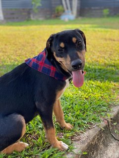 Lady - Mixed Breed Dog