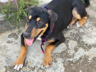 Lady - Mixed Breed Dog