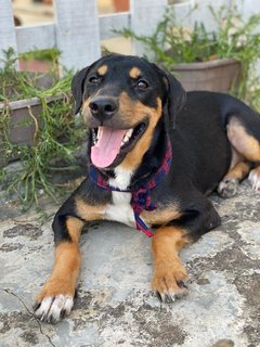 Lady - Mixed Breed Dog