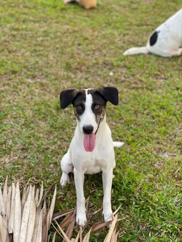 Teddi - Mixed Breed Dog