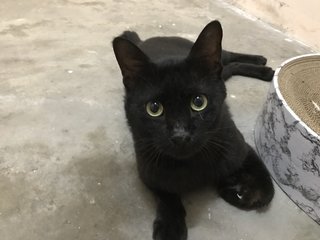 Midnight - Domestic Short Hair Cat