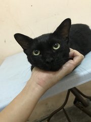 Midnight - Domestic Short Hair Cat